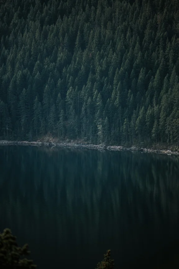 The Slow Valley — deodar forest at dawn — vertical